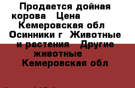 Продается дойная корова › Цена ­ 58 000 - Кемеровская обл., Осинники г. Животные и растения » Другие животные   . Кемеровская обл.